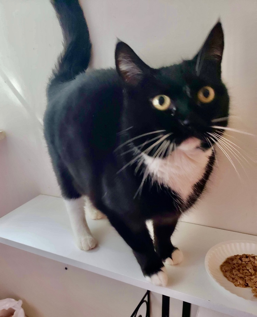 Gracious, Adoptable, Adult Female Domestic Short Hair.