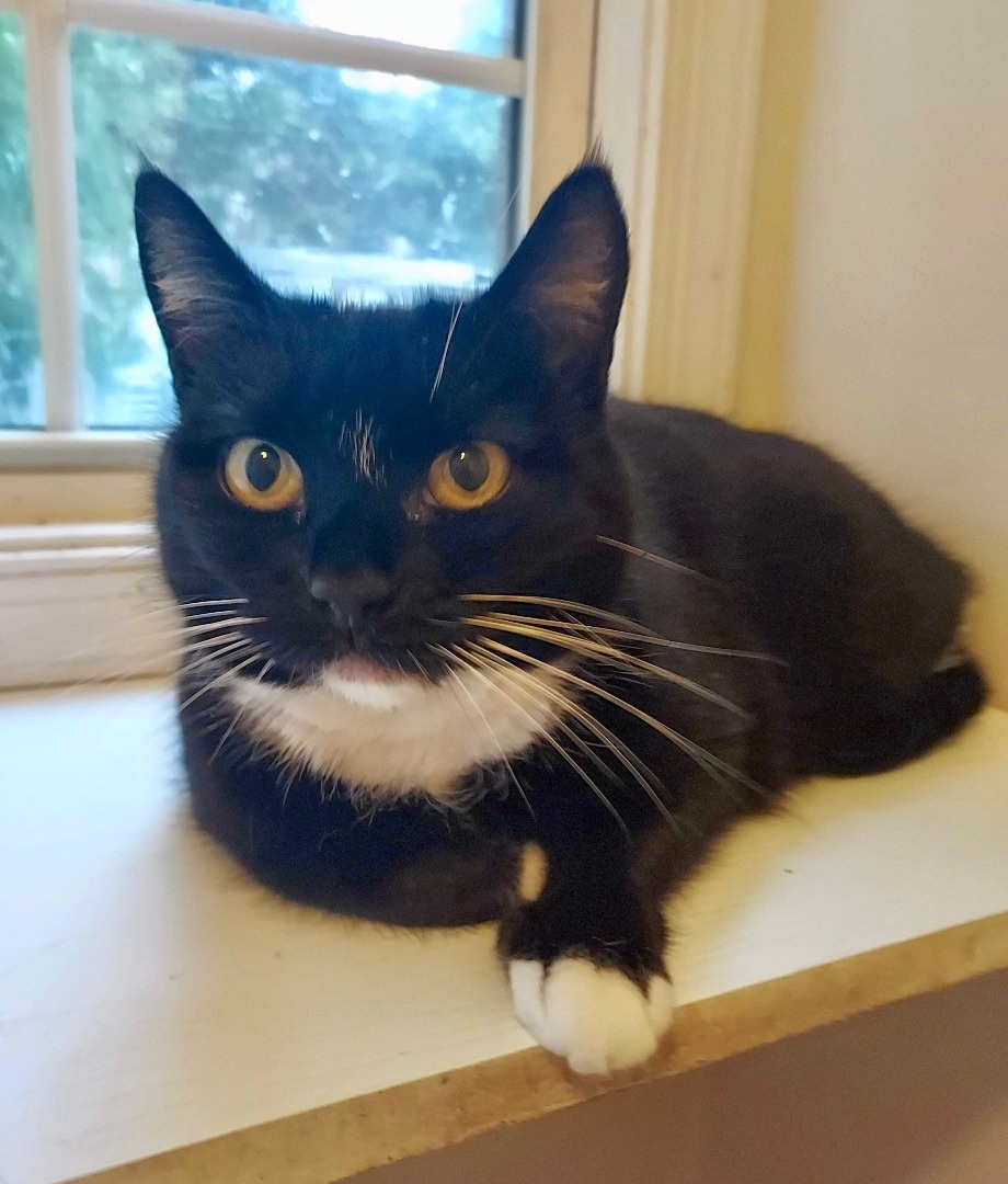 Gracious, a Adoptable Domestic Short Hair in Stevensville, MD image 2/12