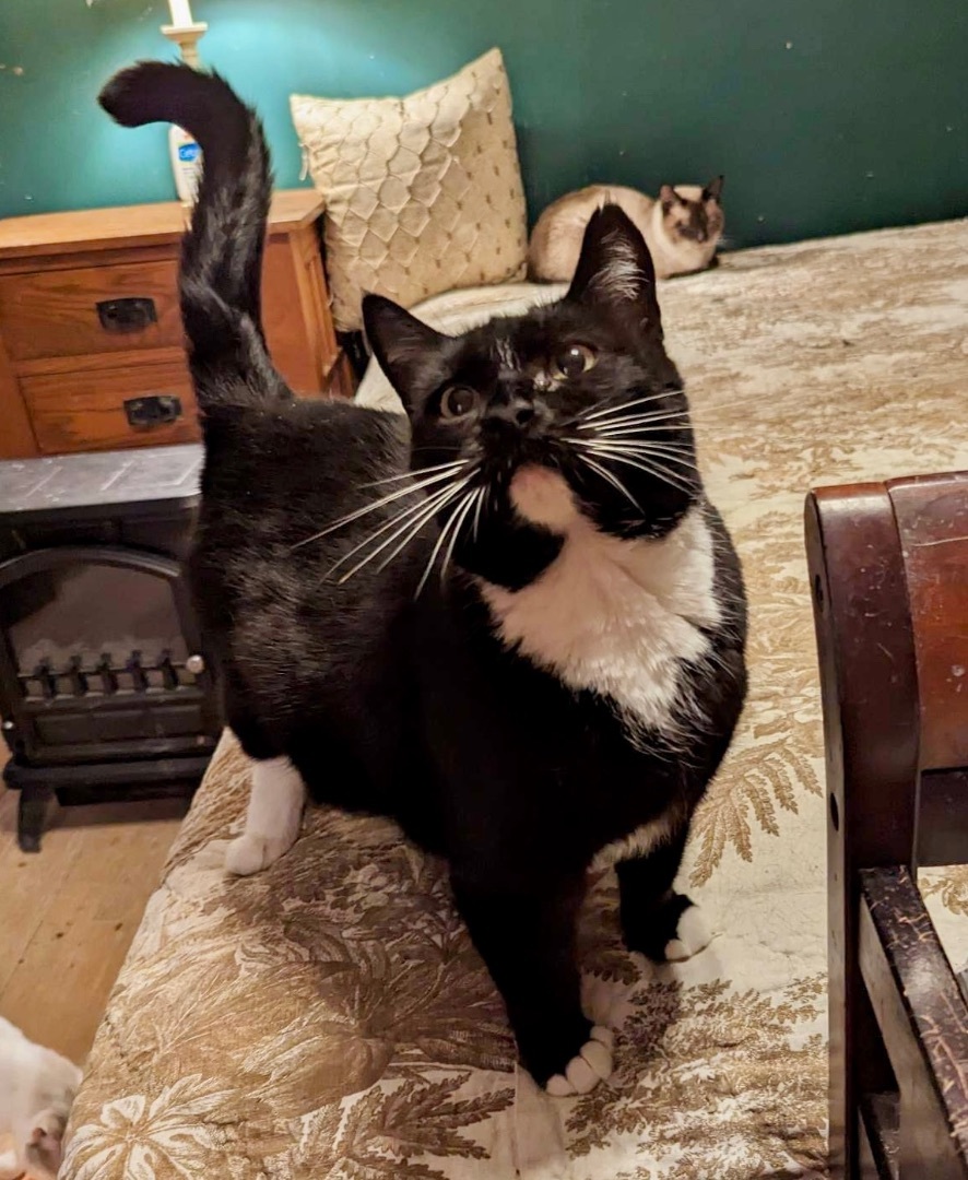 Gracious, a Adoptable Domestic Short Hair in Stevensville, MD image 3/12