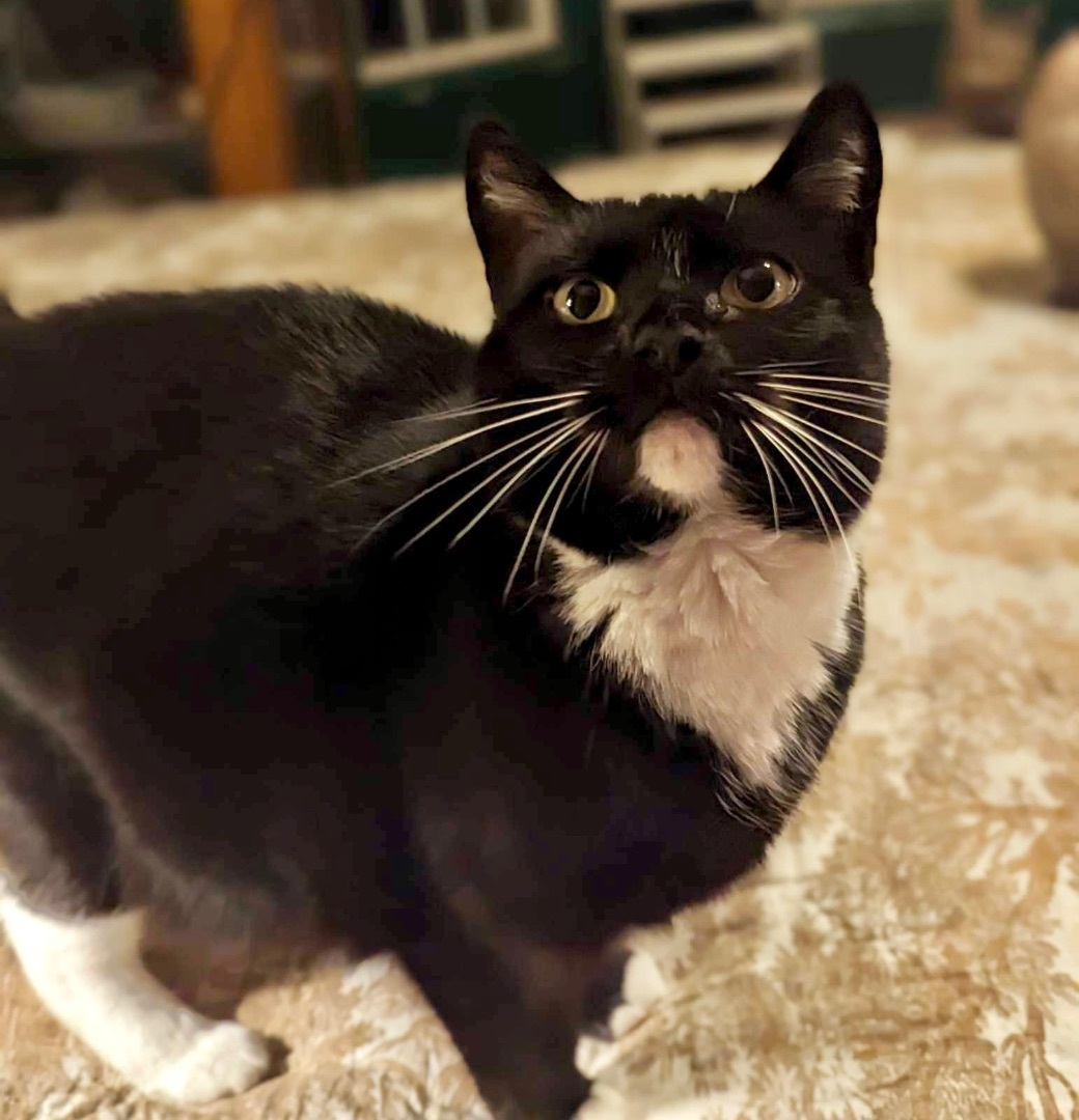 Gracious, a Adoptable Domestic Short Hair in Stevensville, MD image 4/12