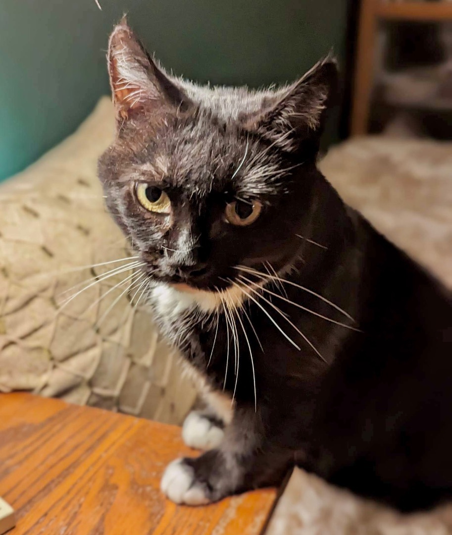 Gracious, Adoptable, Adult Female Domestic Short Hair.