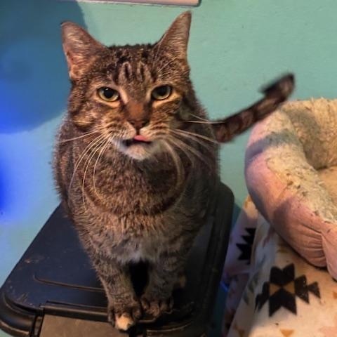 Lilibet, a ADOPTABLE Domestic Short Hair in Pekin, IL image 4/4