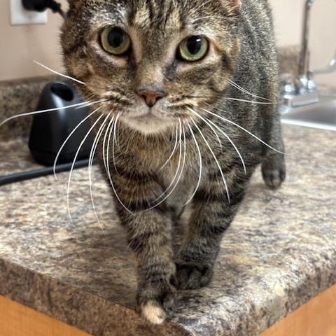 Lilibet, ADOPTABLE, Senior Female Domestic Short Hair.