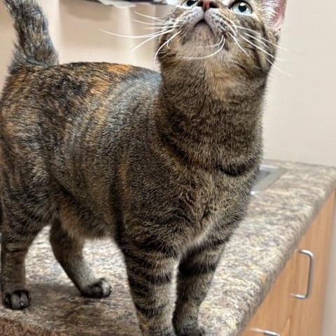 Lilibet, a ADOPTABLE Domestic Short Hair in Pekin, IL image 2/4