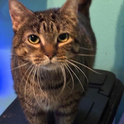 Lilibet, a ADOPTABLE Domestic Short Hair in Pekin, IL image 3/4