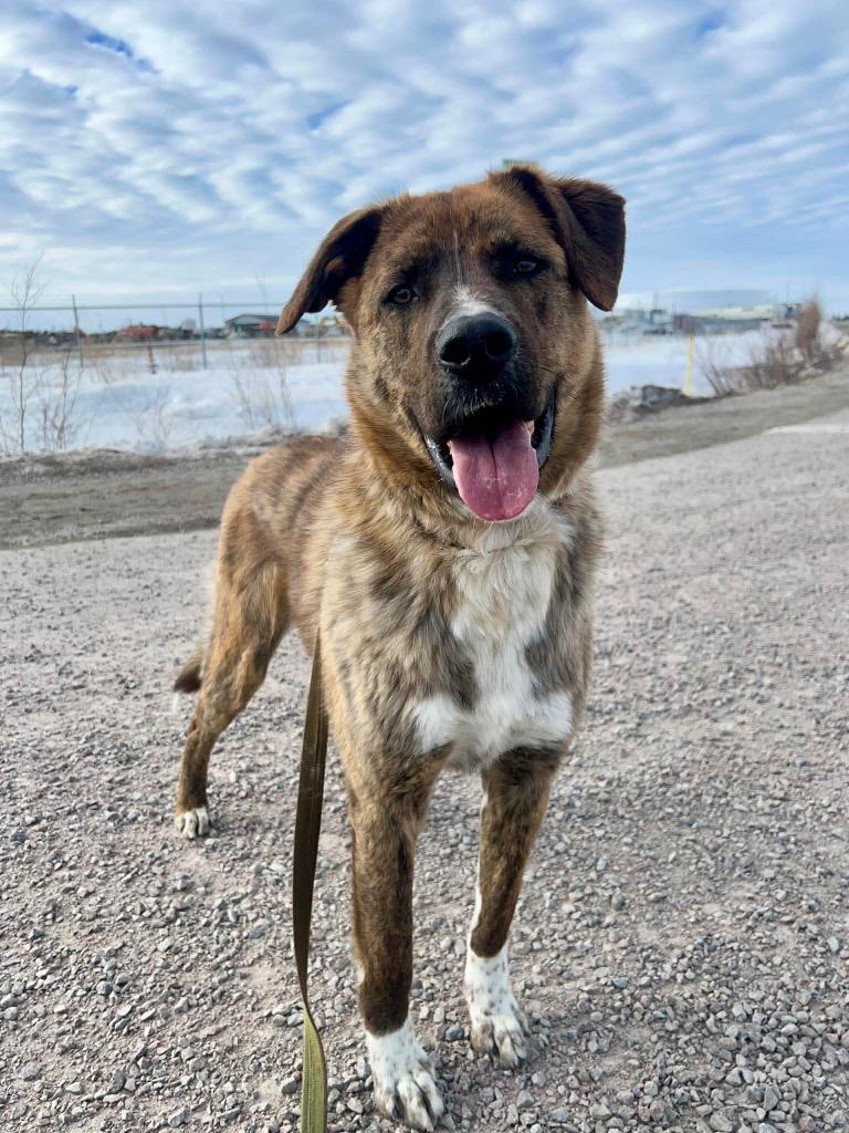 Max, a Adoptable mixed breed in Yellowknife, NT image 2/6
