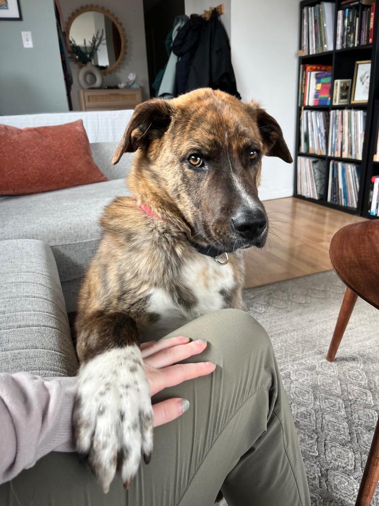Max, a Adoptable mixed breed in Yellowknife, NT image 1/6