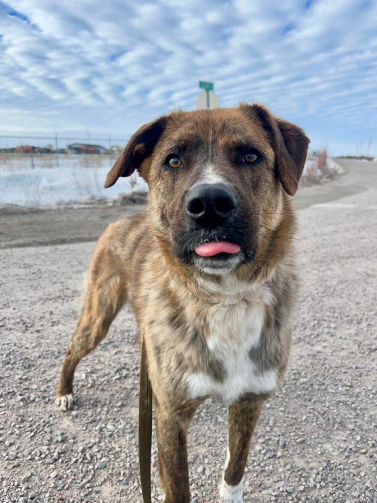 Max, a Adoptable mixed breed in Yellowknife, NT image 4/6
