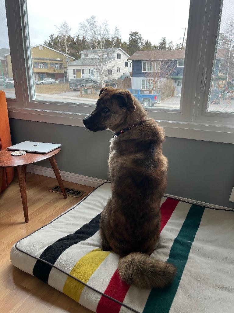 Max, a Adoptable mixed breed in Yellowknife, NT image 5/6