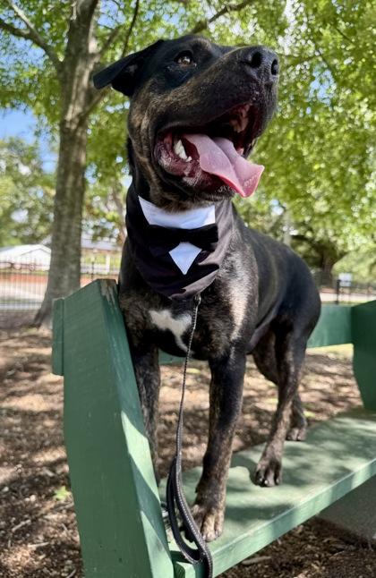 Ro, Adoptable, Young Male Rottweiler & Mixed Breed.