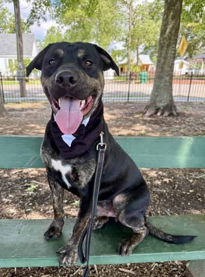 Ro, a Adoptable mixed breed in Picayune, MS image 2/3
