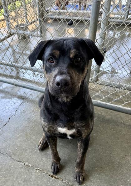 Ro, a Adoptable mixed breed in Picayune, MS image 3/3