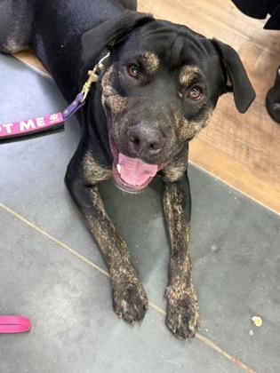 Enlarge Ro, a Adoptable mixed breed in Picayune, MS image 2/3