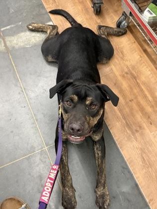 Enlarge Ro, a Adoptable mixed breed in Picayune, MS image 3/3
