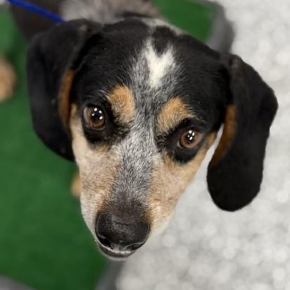 Moose, Adoptable, Adult Male Beagle.