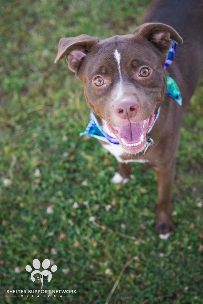 ARLO, ADOPTABLE, Young Male Pit Bull Terrier.