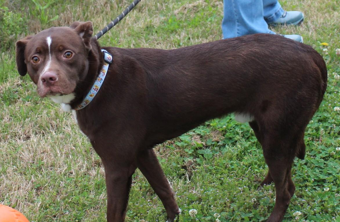 Enlarge ARLO, a ADOPTABLE mixed breed in Claremore, OK image 2/2