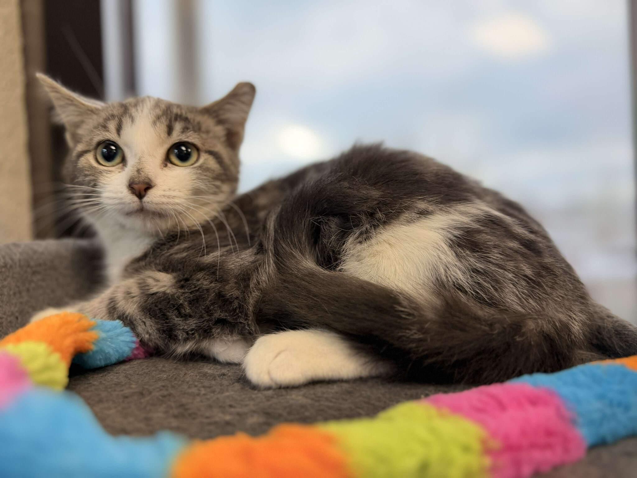 Enlarge Ice Cube, an adopted mixed breed in Mount Juliet, TN image 4/4