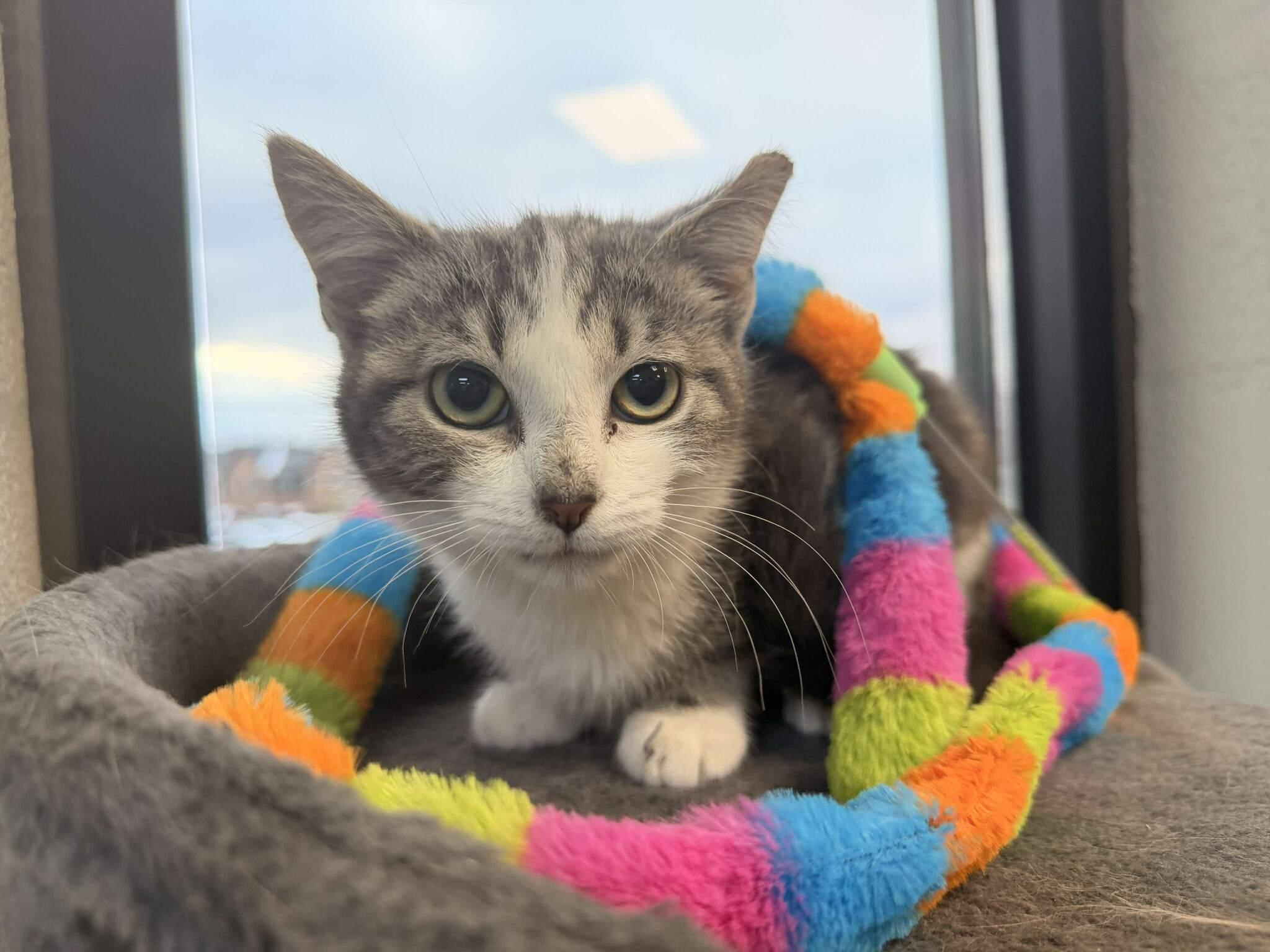 Enlarge Ice Cube, an adopted mixed breed in Mount Juliet, TN image 2/4