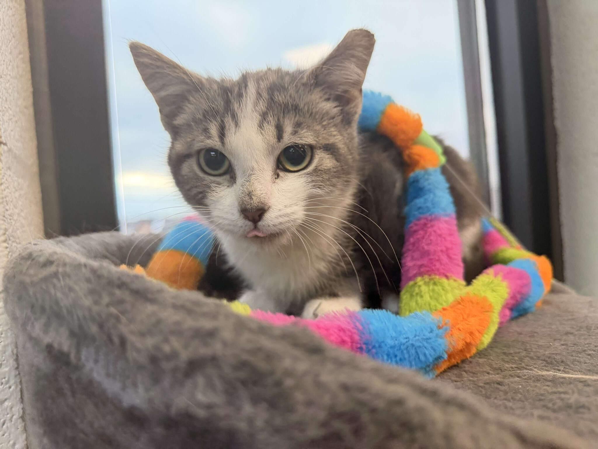 Ice Cube, adopted, Young Female Domestic Short Hair.