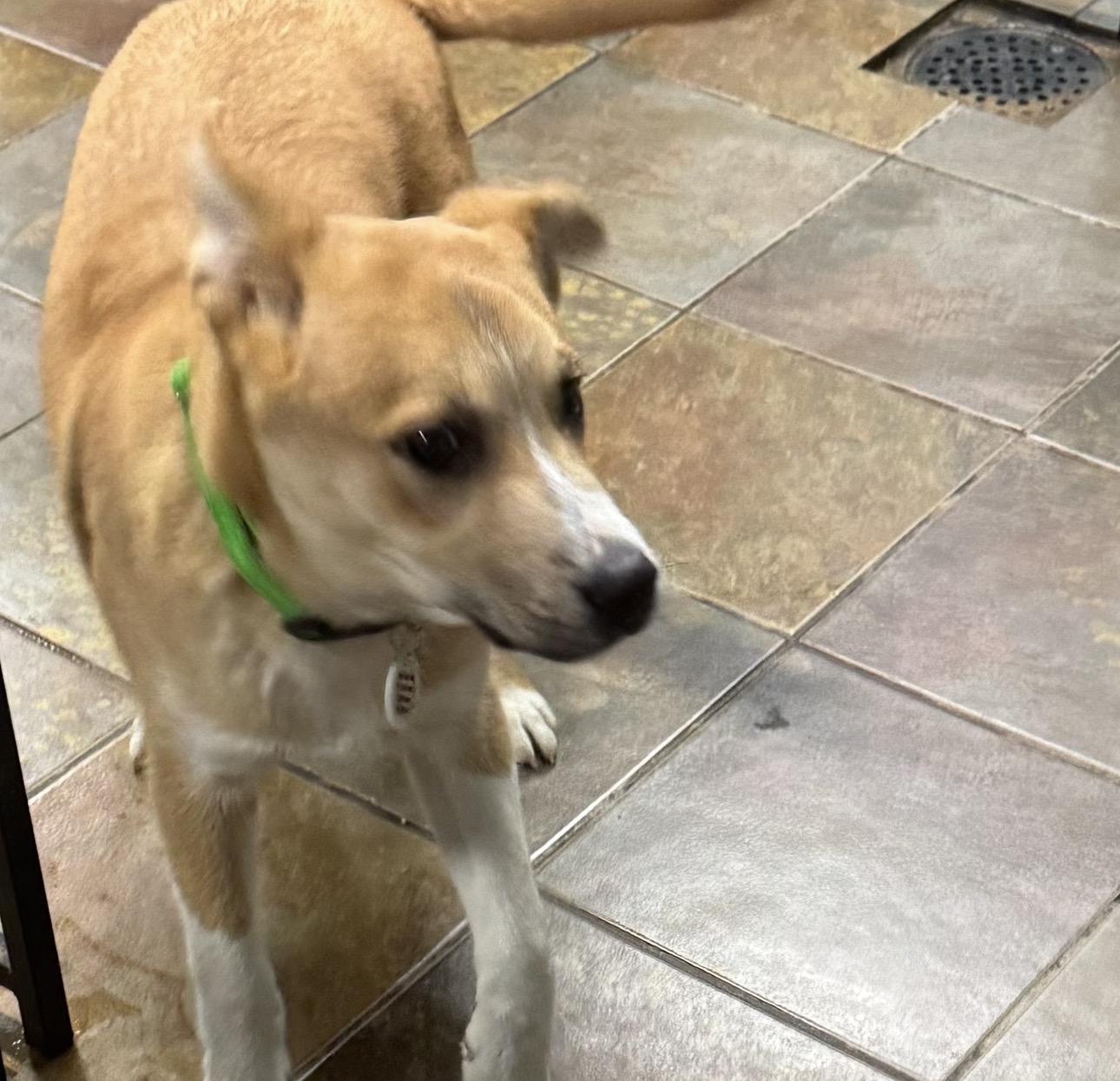 Enlarge Caleb , a ADOPTABLE mixed breed in Louisburg, KS image 6/6