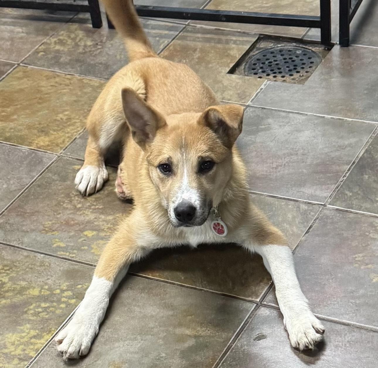 Enlarge Caleb , a ADOPTABLE mixed breed in Louisburg, KS image 1/6