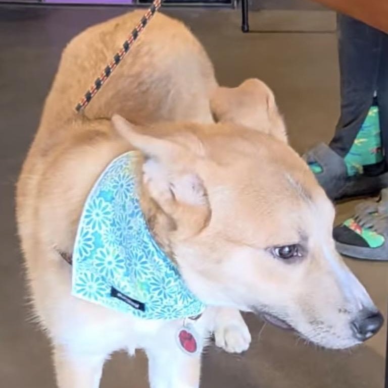 Enlarge Caleb , a ADOPTABLE mixed breed in Louisburg, KS image 4/6