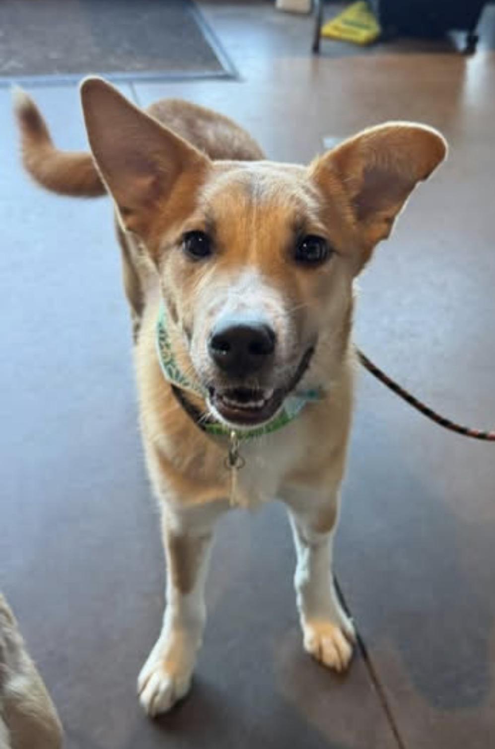 Enlarge Caleb , a ADOPTABLE mixed breed in Louisburg, KS image 5/6