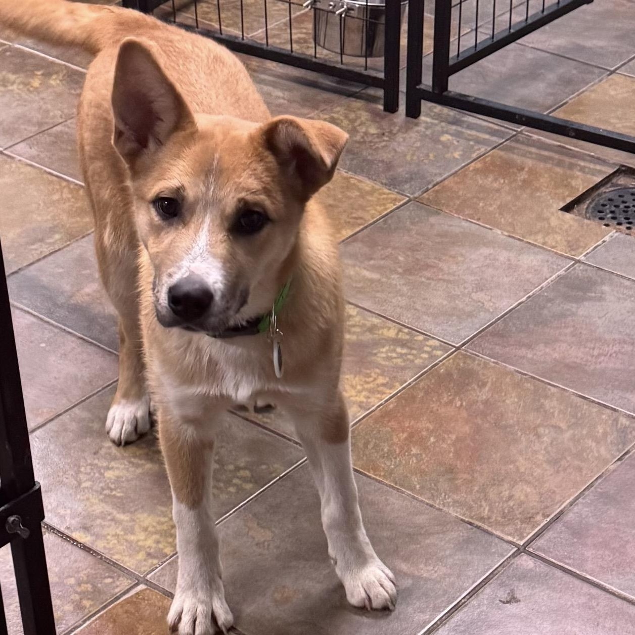 Enlarge Caleb , a ADOPTABLE mixed breed in Louisburg, KS image 2/6