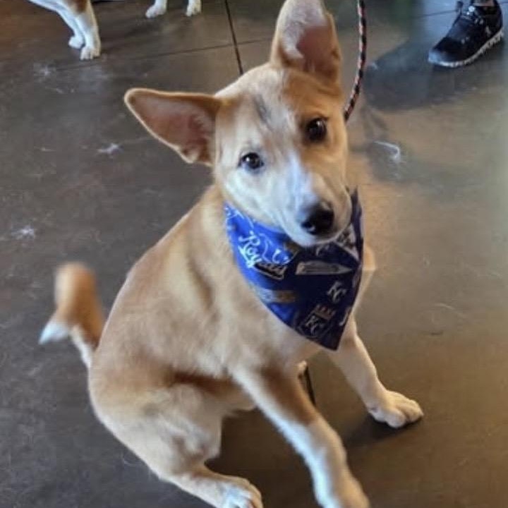 Enlarge Caleb , a ADOPTABLE mixed breed in Louisburg, KS image 3/6