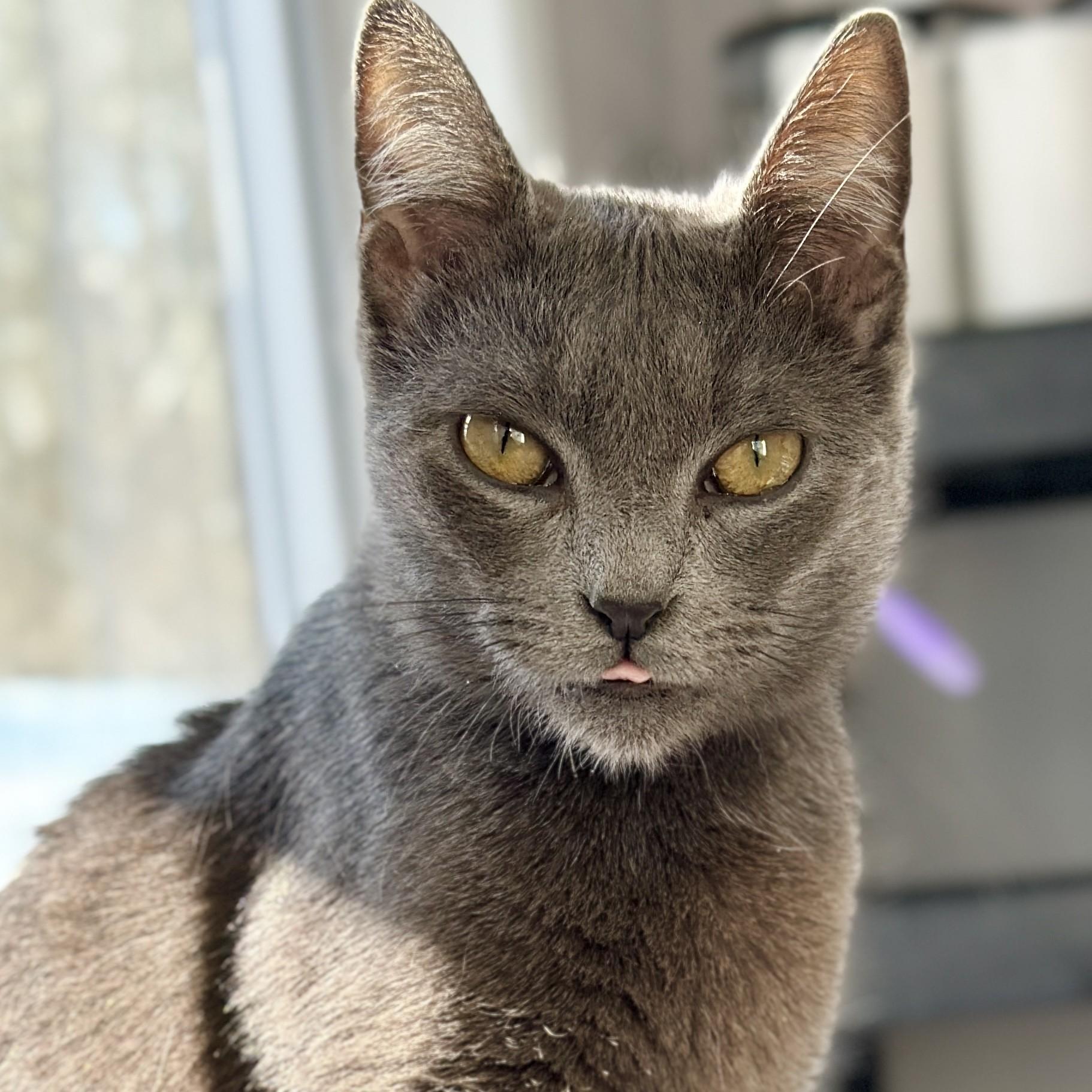 Jingles, an adopted Domestic Short Hair in Victor, NY image 5/6