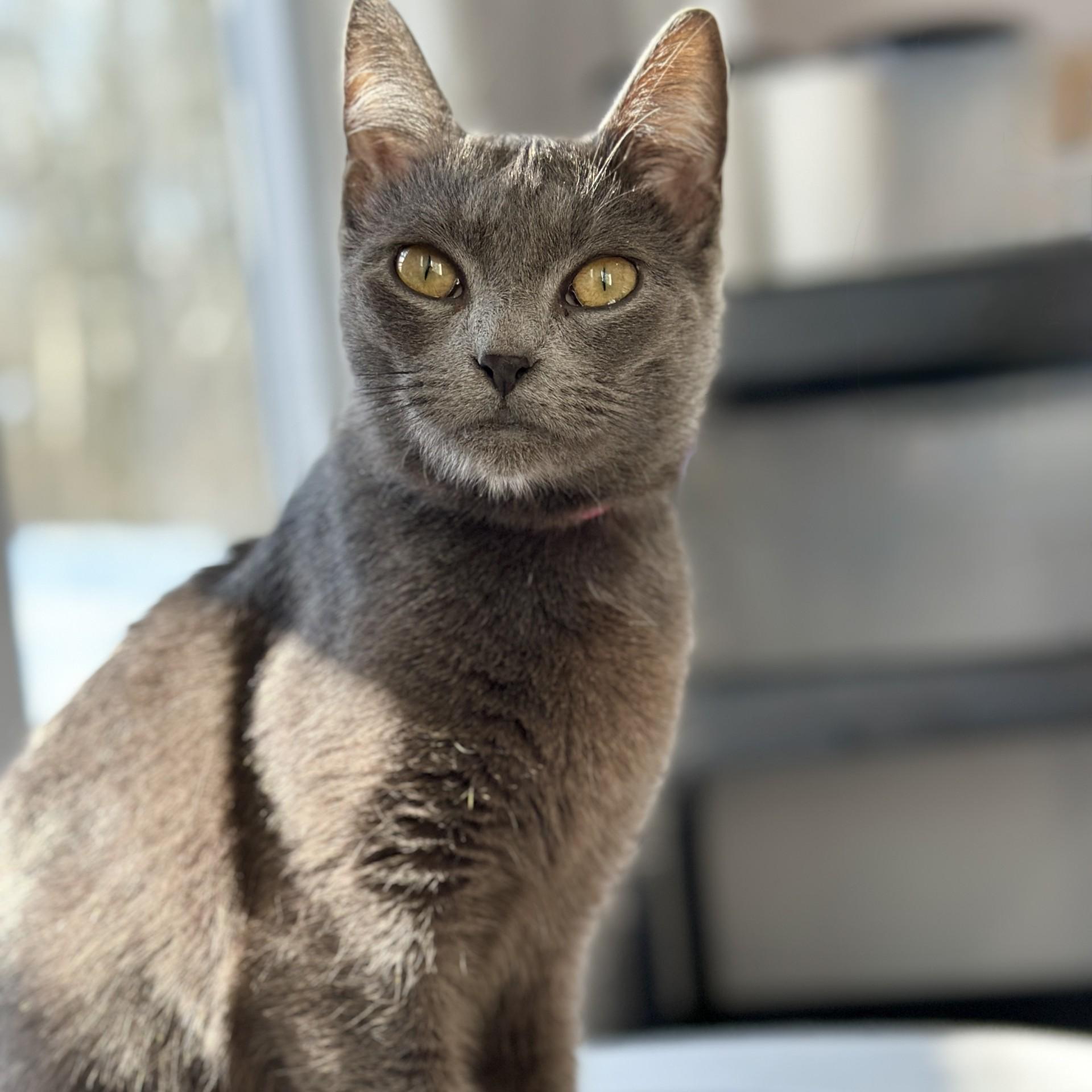 Jingles, an adopted Domestic Short Hair in Victor, NY image 2/6