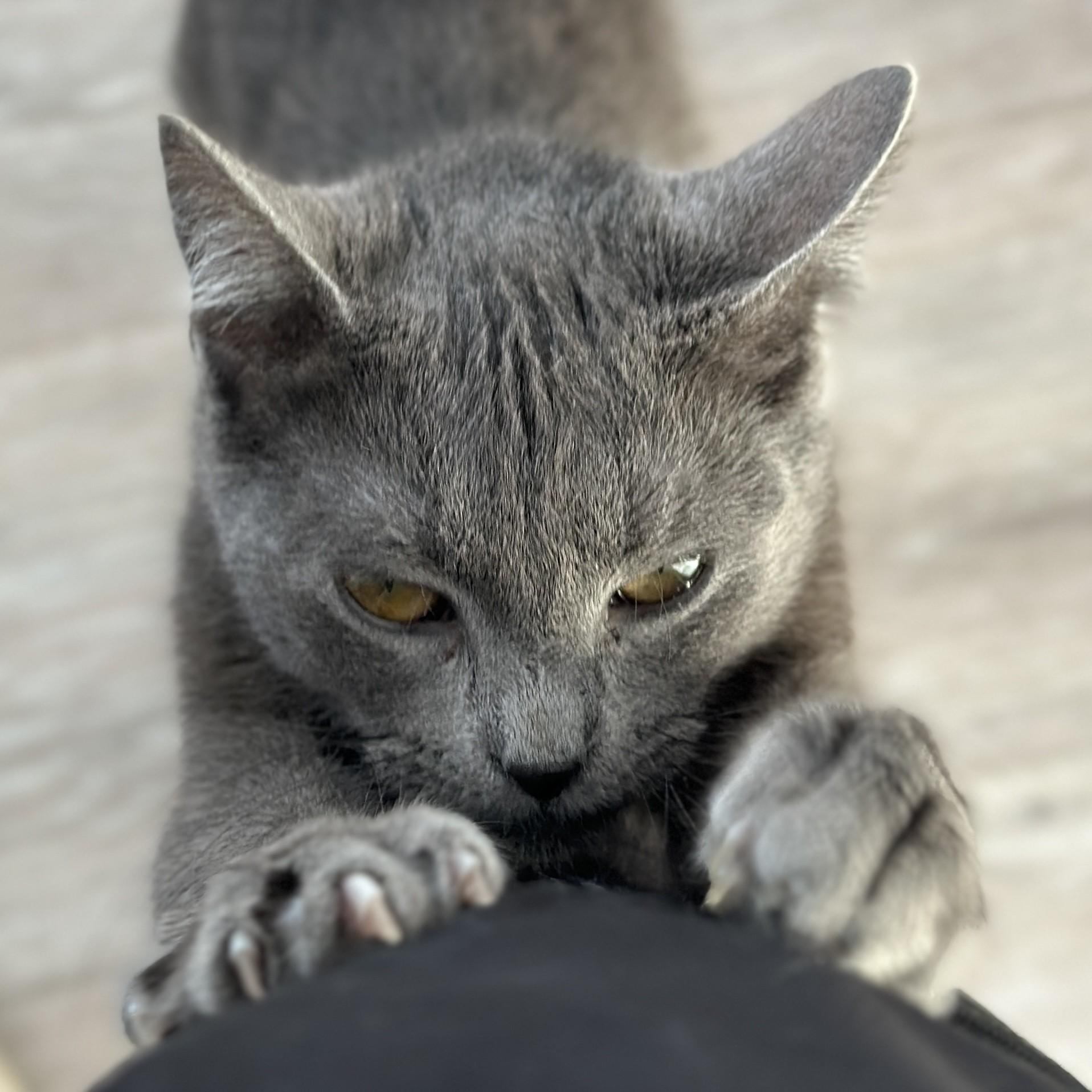 Jingles, an adopted Domestic Short Hair in Victor, NY image 6/6