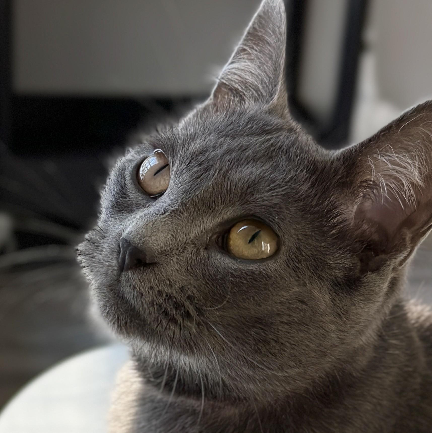 Jingles, adopted, Young Female Domestic Short Hair.