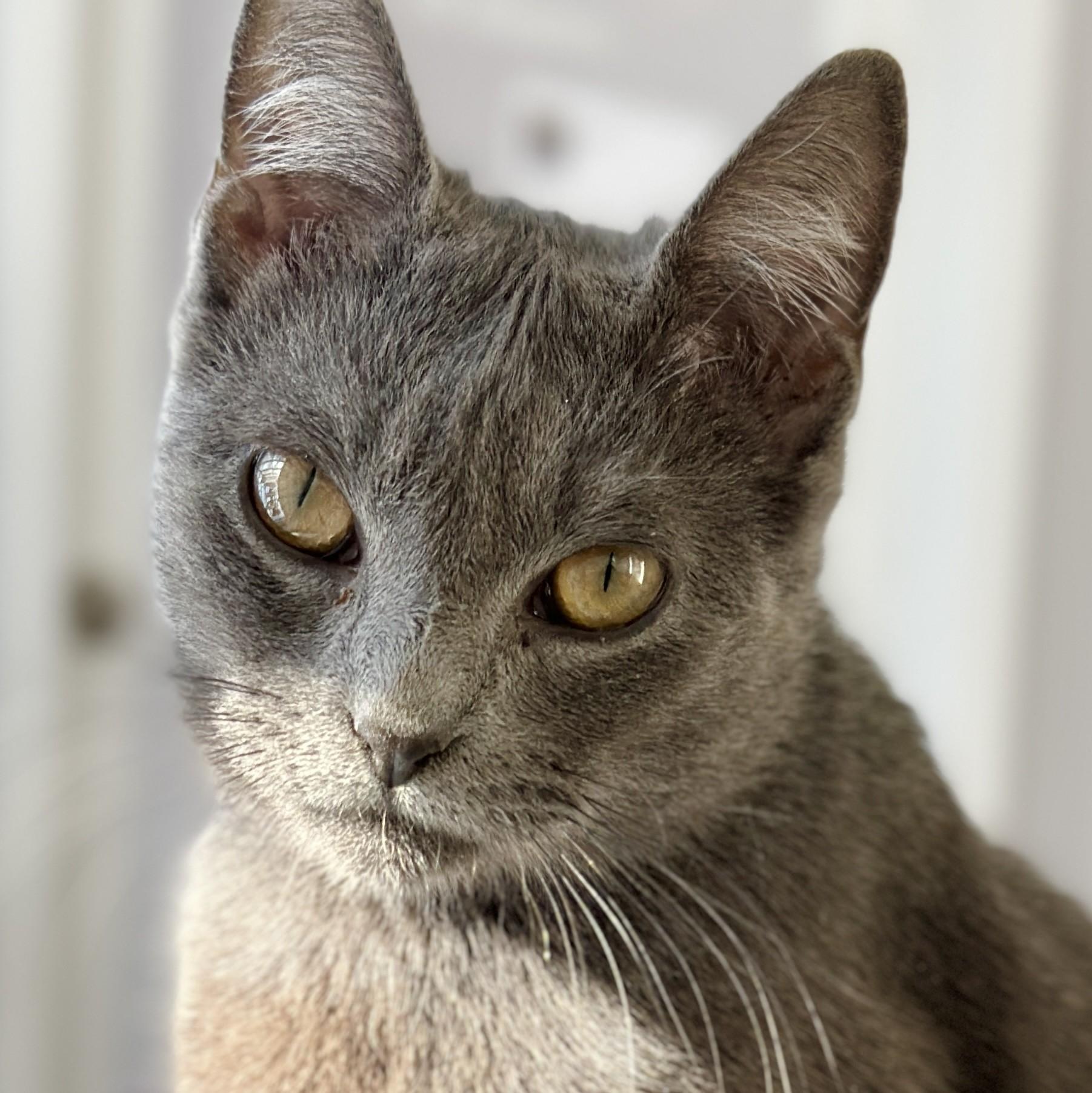 Jingles, an adopted Domestic Short Hair in Victor, NY image 3/6