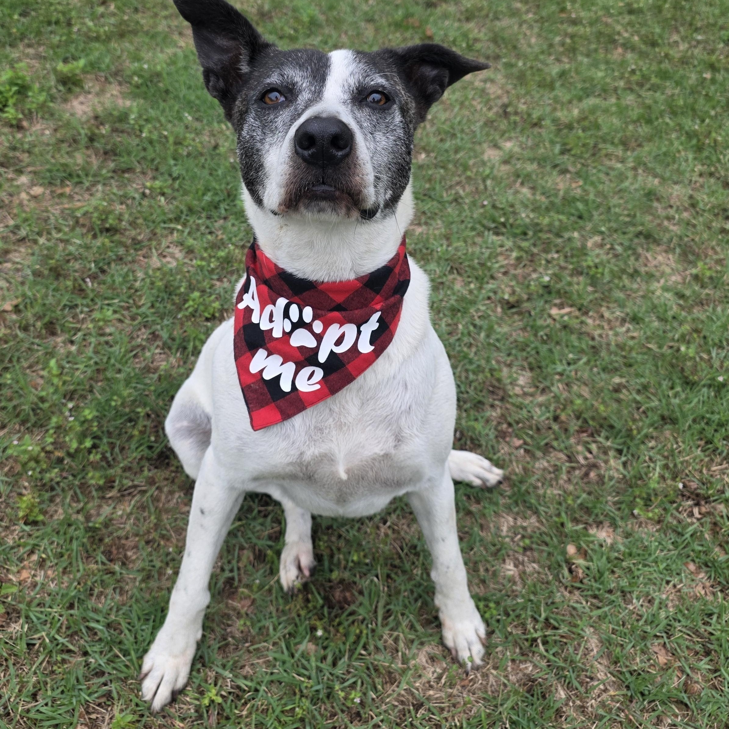 Enlarge Harley, a Adoptable mixed breed in Monticello, FL image 2/3