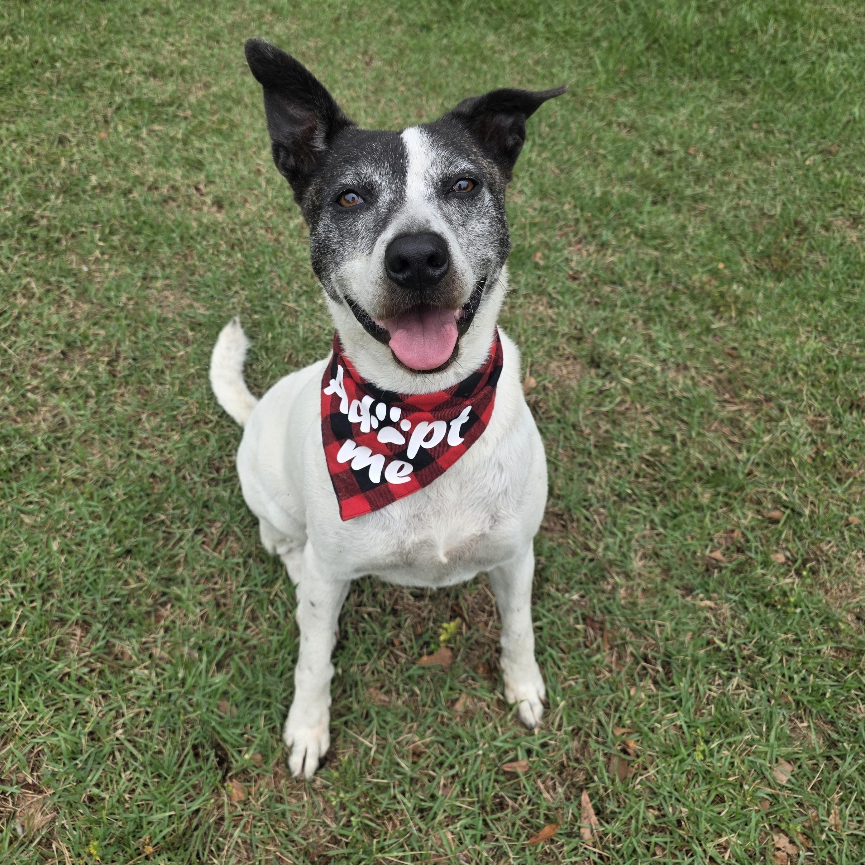 Harley, Adoptable, Adult Female Pointer.