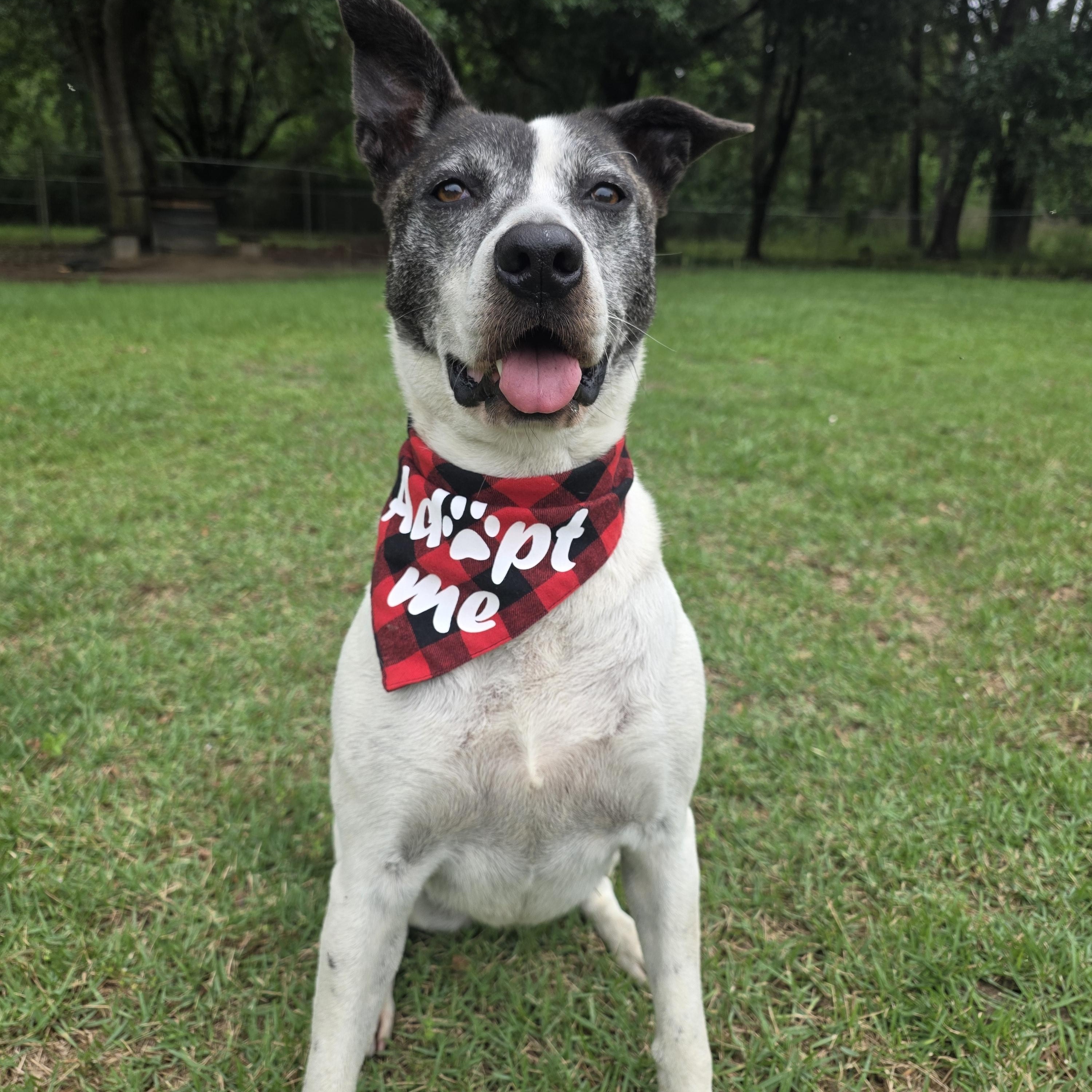 Enlarge Harley, a Adoptable mixed breed in Monticello, FL image 3/3