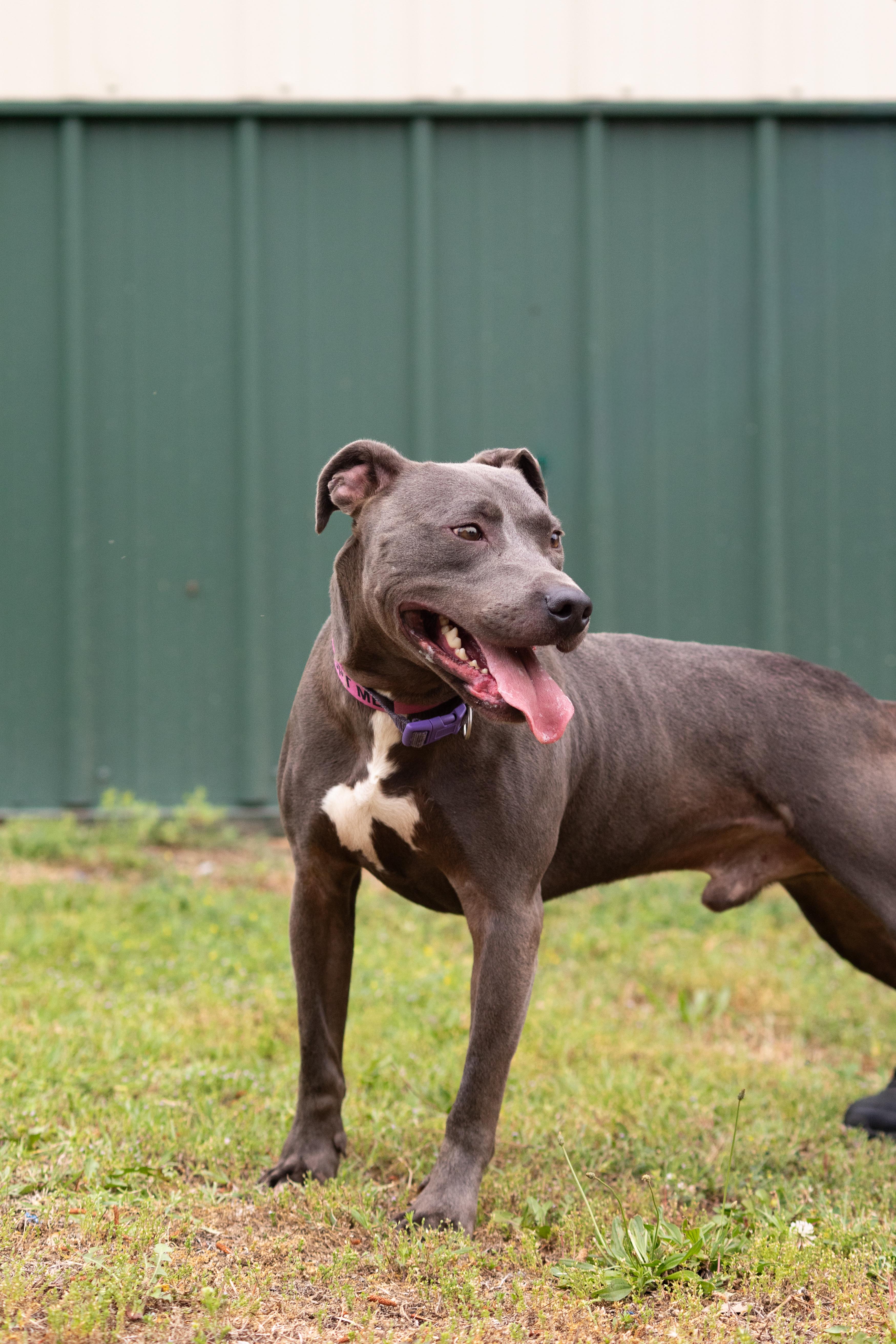 Smock , ADOPTABLE, Adult Male Pit Bull Terrier.