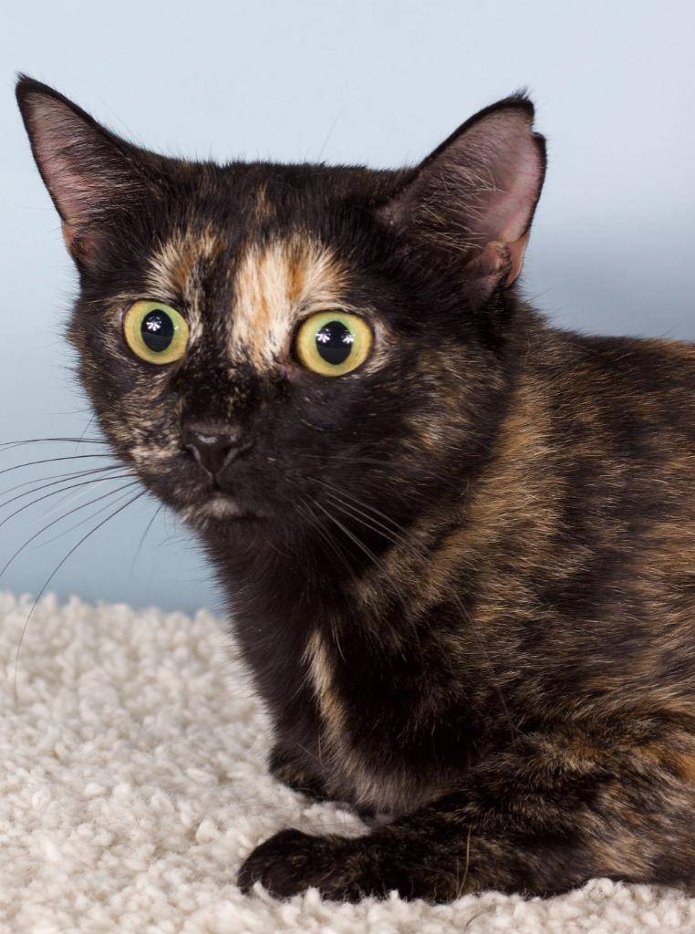 Iris, Adoptable, Young Female Domestic Short Hair.
