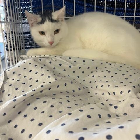 Patrick, Young Male Domestic Short Hair