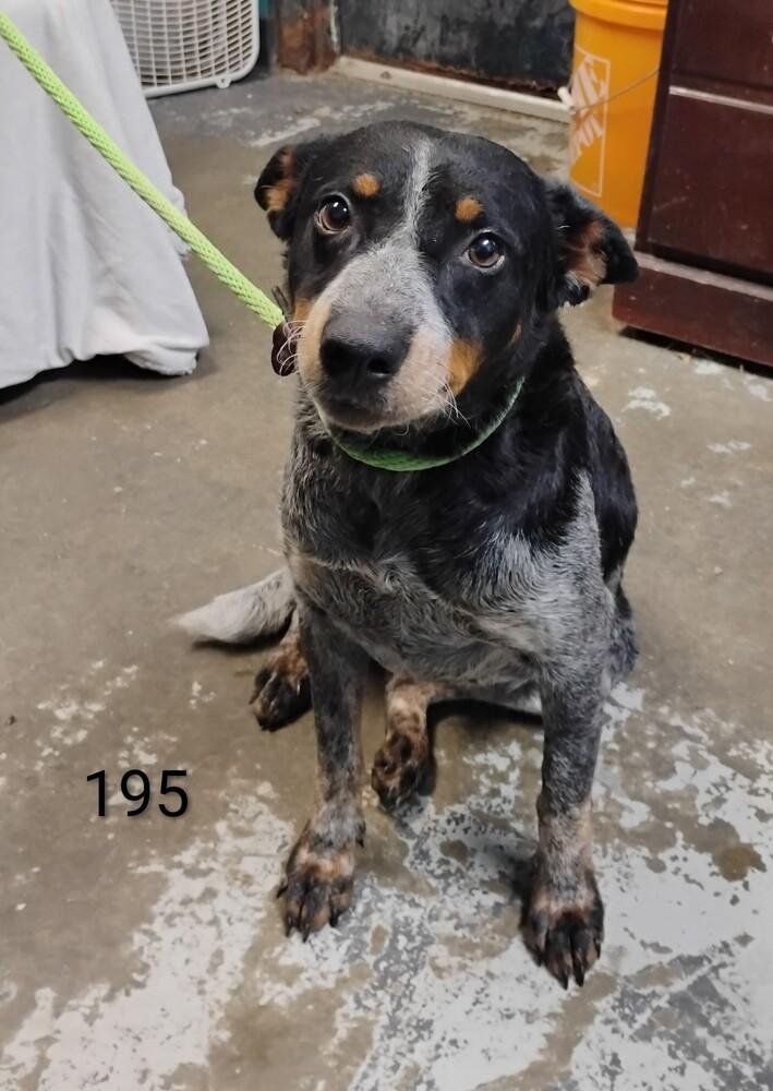 Enlarge Mandy #195, a Adoptable Australian Cattle Dog / Blue Heeler in New Lexington, OH image 1/1