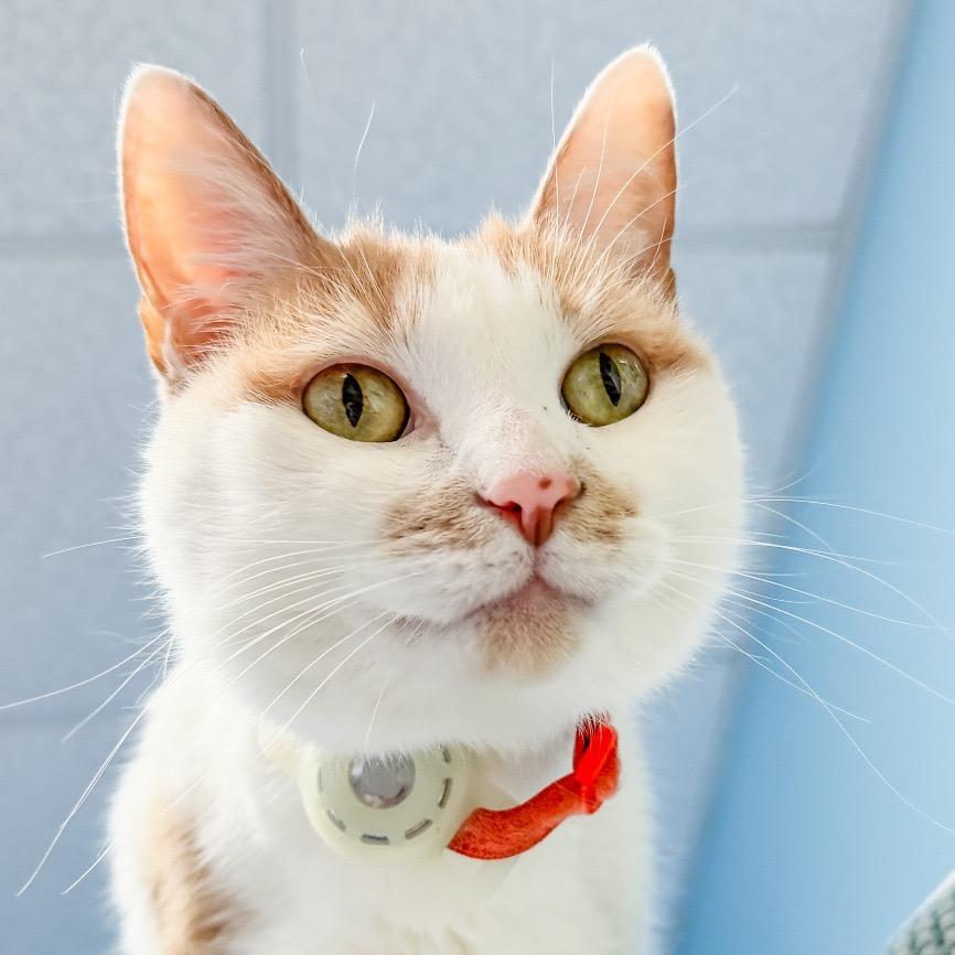 Bailey, Adoptable, Senior Female Domestic Short Hair.