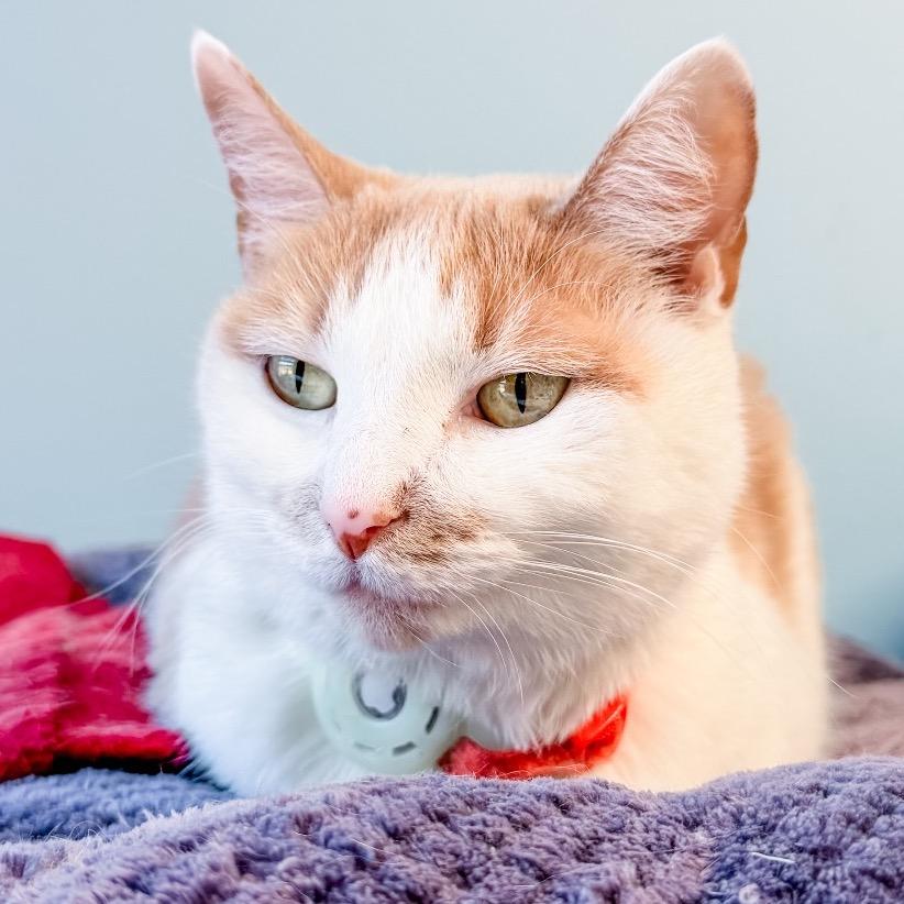 Enlarge Bailey, a Adoptable Domestic Short Hair in Greensboro, GA image 3/3