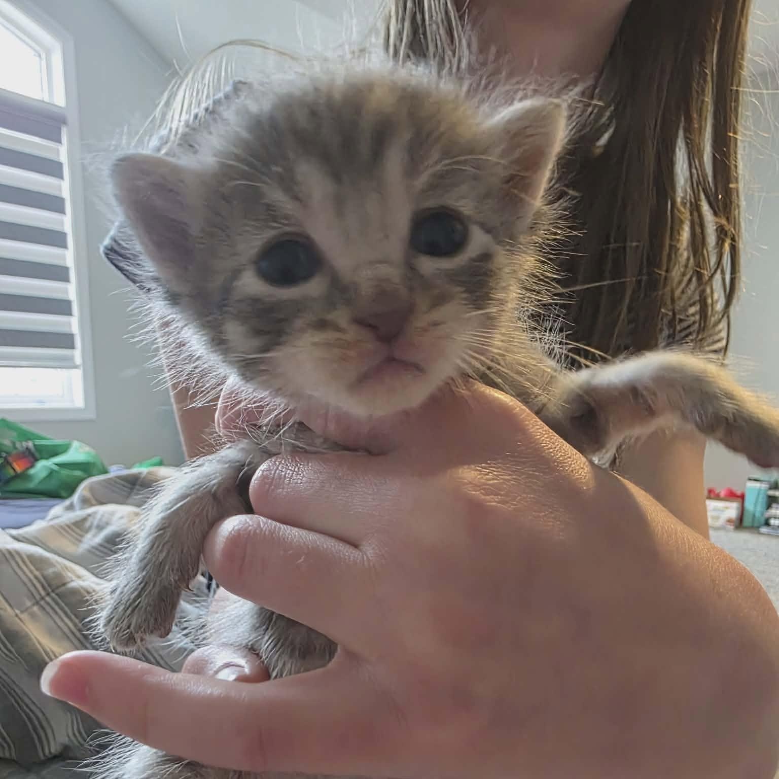 Enlarge DALE, an adoption pending Domestic Short Hair in Tillsonburg, ON image 6/6