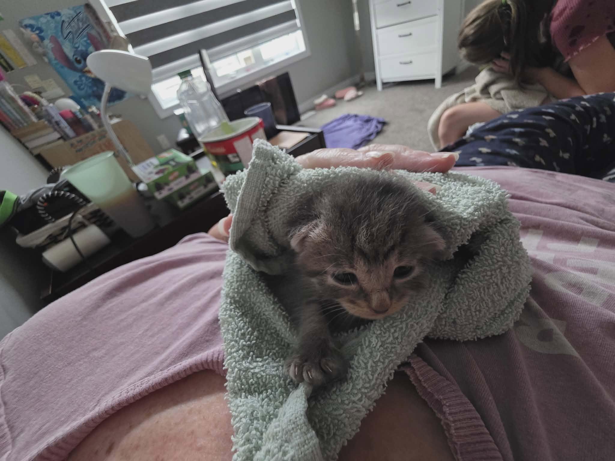 Enlarge DALE, an adoption pending Domestic Short Hair in Tillsonburg, ON image 3/6