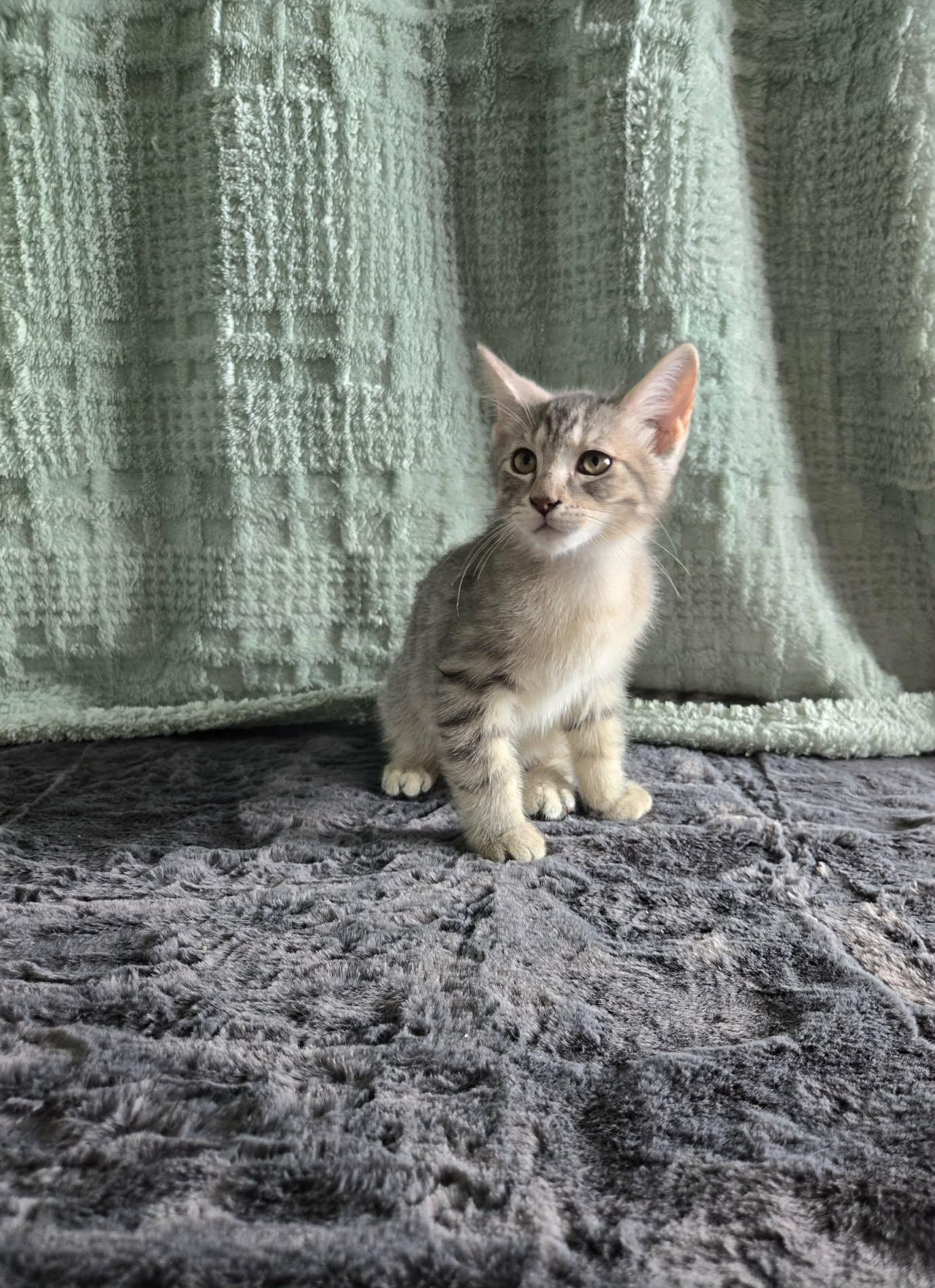 Enlarge DALE, an adoption pending Domestic Short Hair in Tillsonburg, ON image 2/6