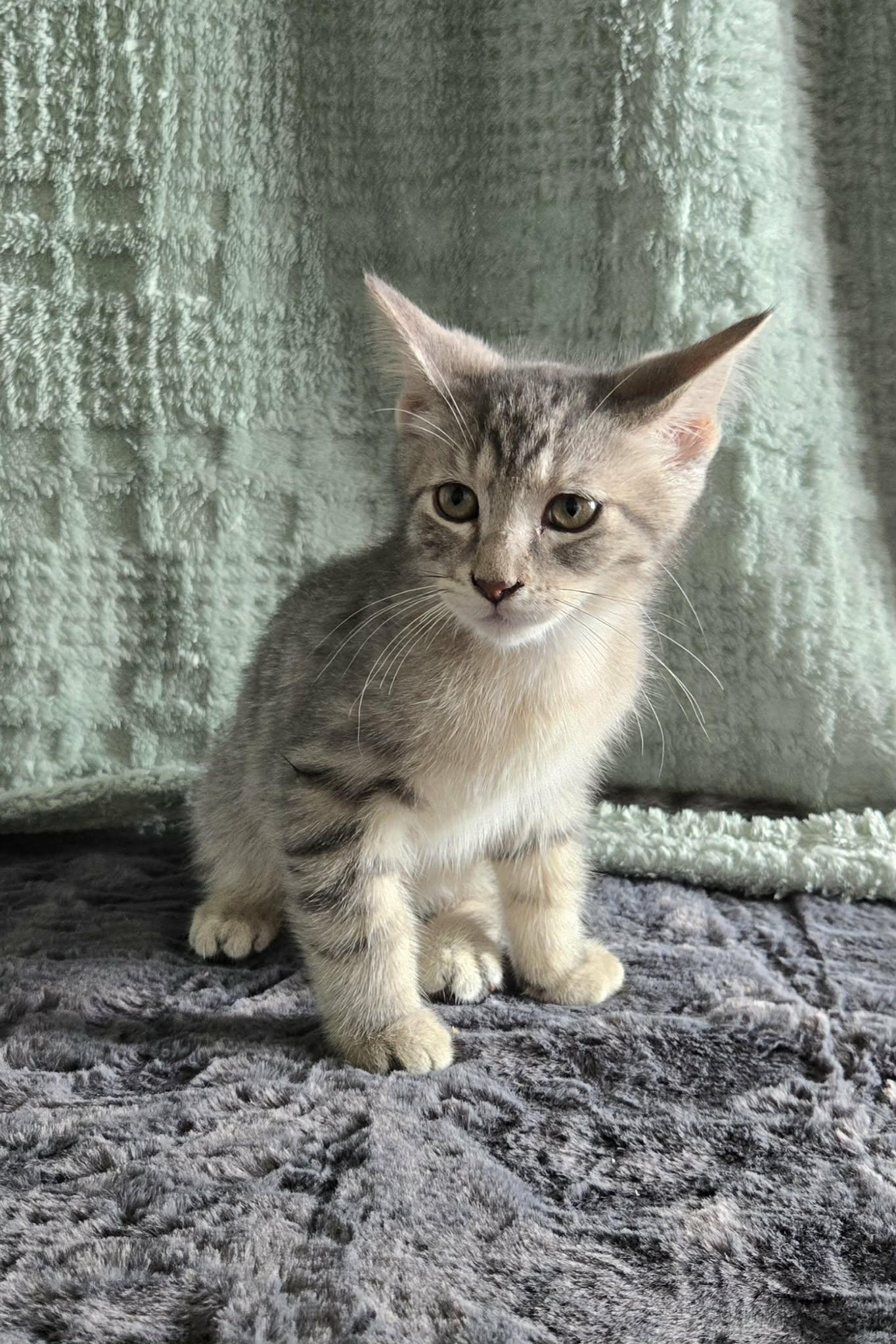 Enlarge DALE, an adoption pending Domestic Short Hair in Tillsonburg, ON image 1/6