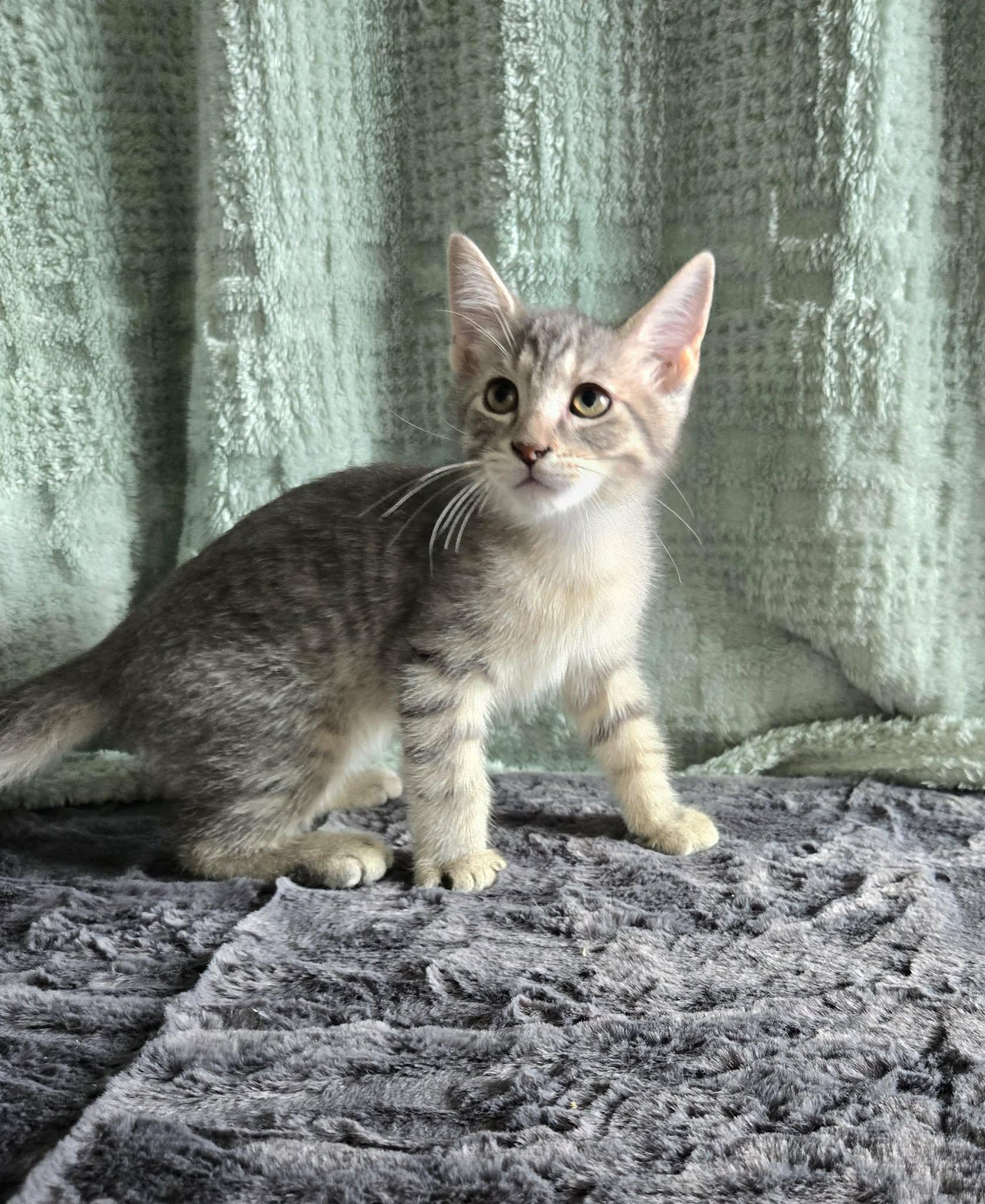 Enlarge DALE, an adoption pending Domestic Short Hair in Tillsonburg, ON image 4/6