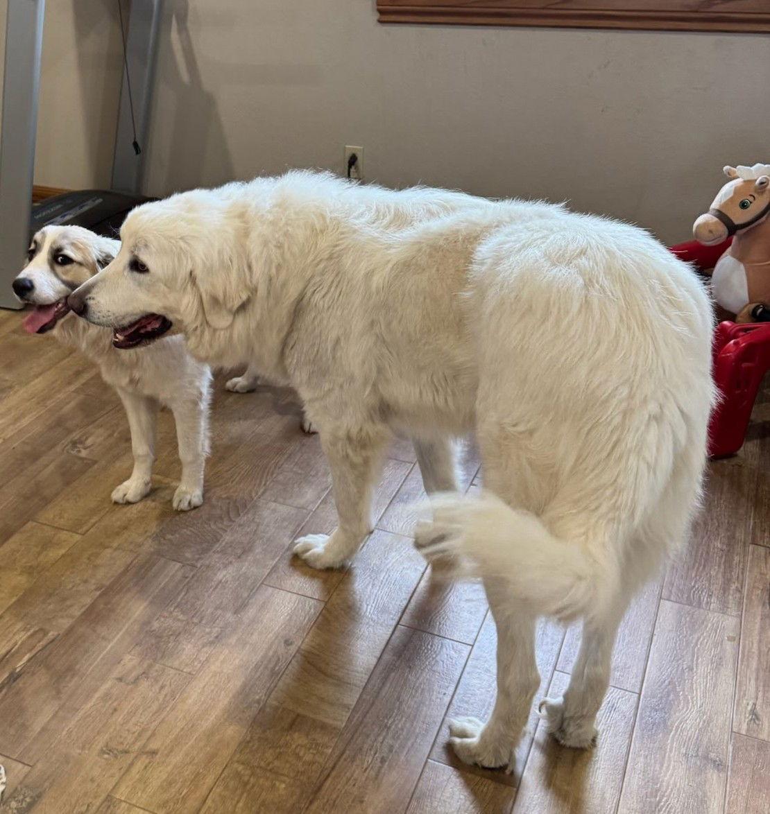Hank, Adoptable, Adult Male Great Pyrenees.
